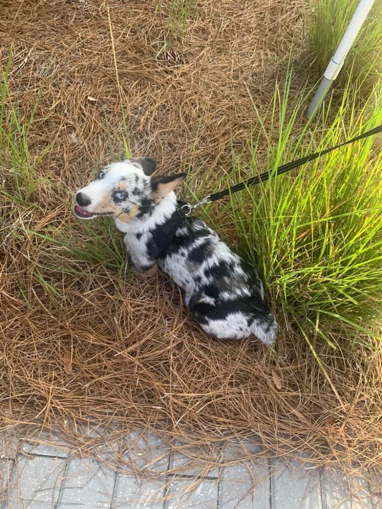 A black, white, and brown speckled puppy sits on pine straw next to tall green grass in the Wildlight master planned community, attached to a black leash and looking up over its shoulder.