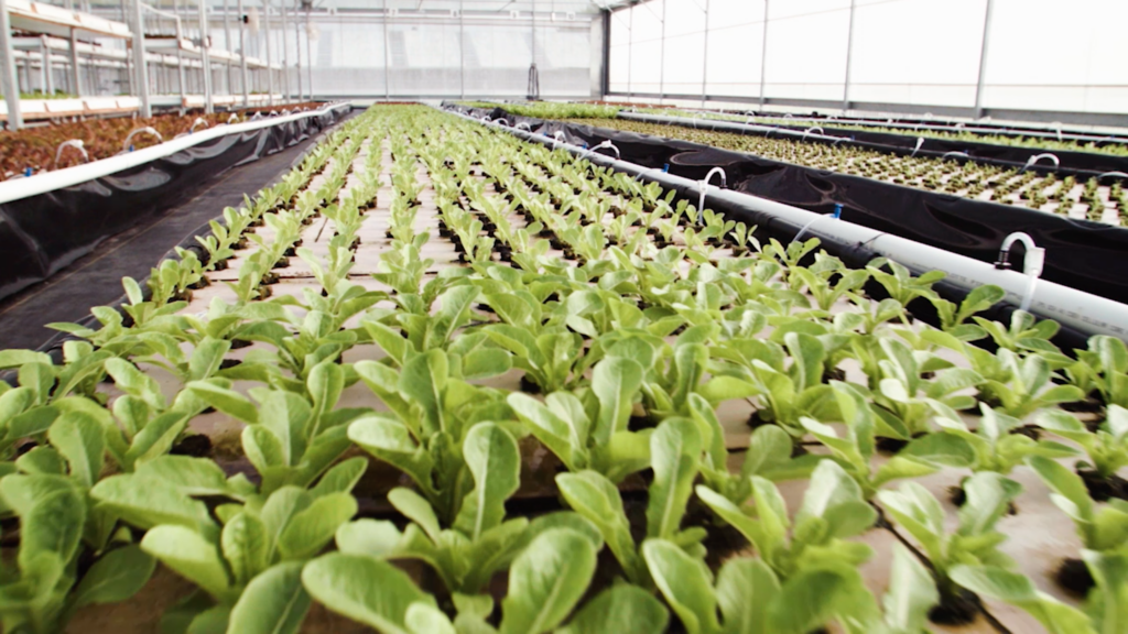 Rows of leafy green plants growing in a greenhouse with hydroponic systems, reflecting the sustainable spirit found in the Wildlight Yulee Florida community.