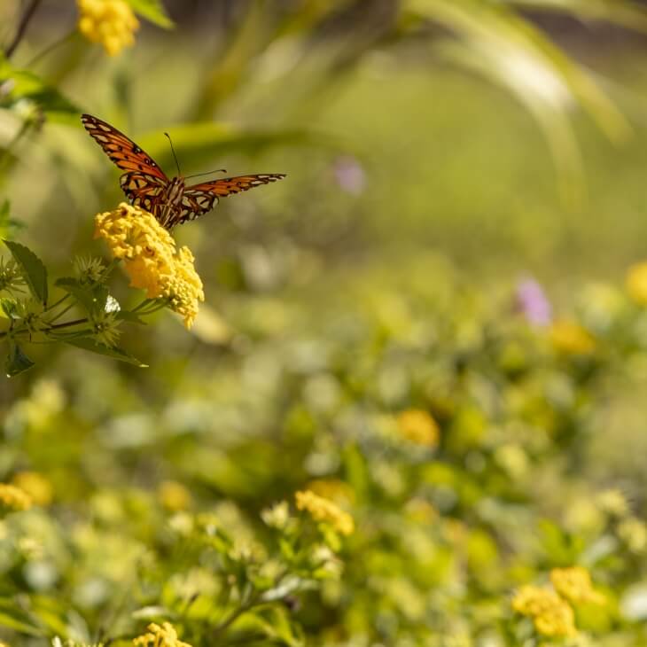 A butterfly with orange and black wings rests on a yellow flower in a sunlit garden, echoing the natural beauty found throughout the Wildlight master planned community in Wildlight Florida.