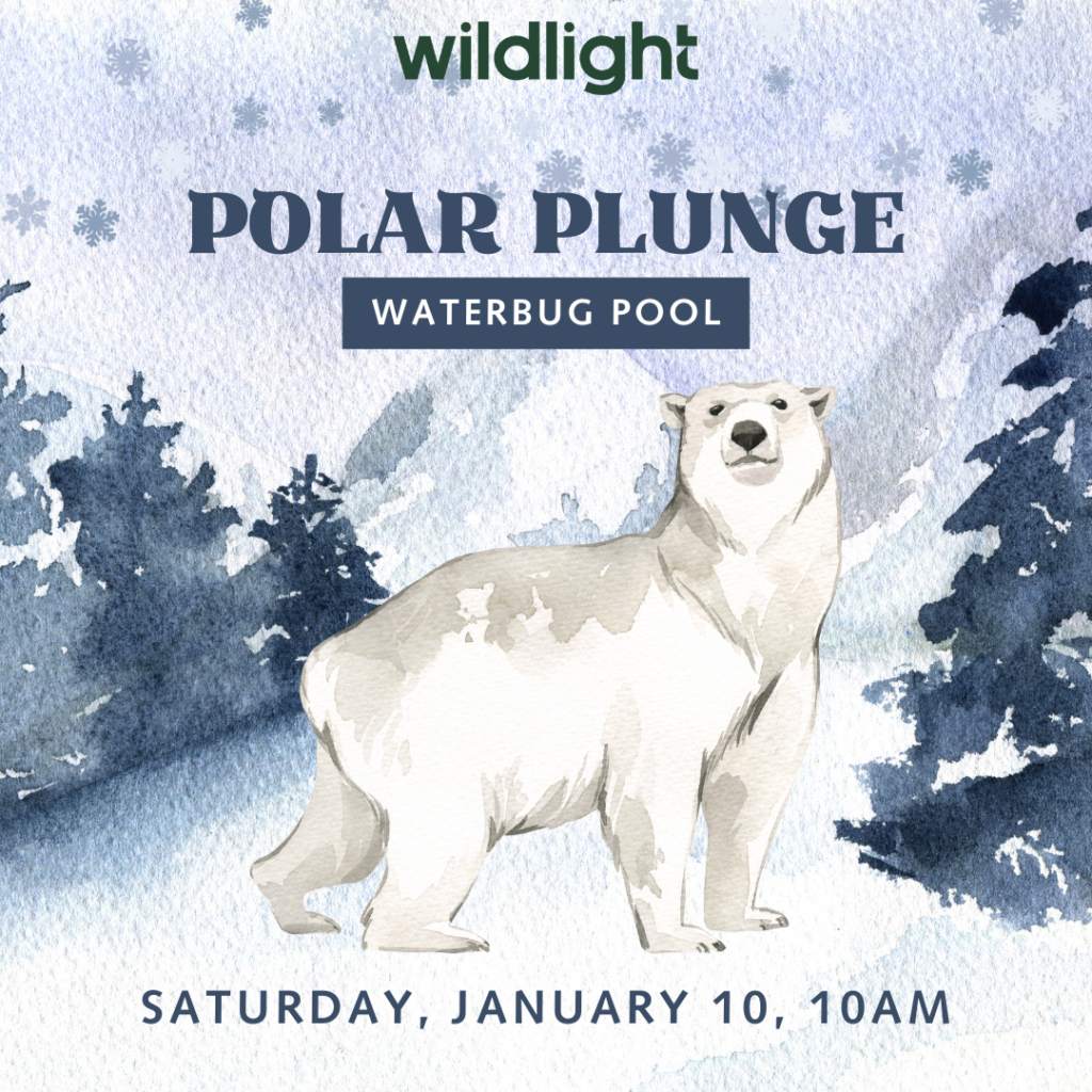 Illustrated polar bear stands in snowy, forested landscape with snowflakes. Text reads: "Polar Plunge, Waterbug Pool, Saturday, January 10, 10AM." Wildlight Florida logo at top—celebrate community spirit in the premier homes in Nassau County Florida.