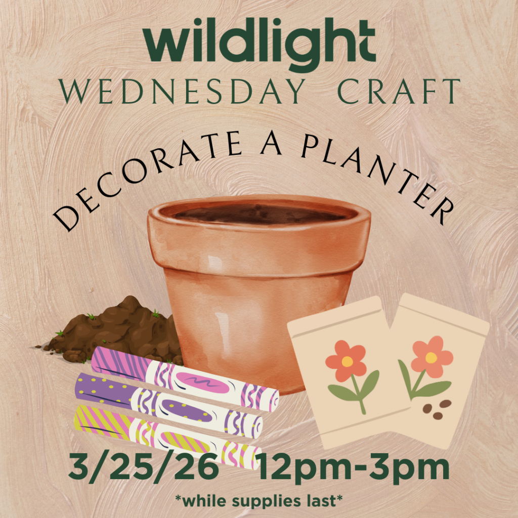 Flyer for "Wildlight Wednesday Craft" event in the Wildlight master planned community! Create a clay planter with markers and seed packets. Event: 3/25/26, 12pm–3pm, while supplies last. Explore new homes in Wildlight FL while you’re here!.