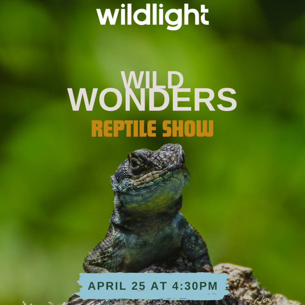 A reptile sits on a rock, inviting the Wildlight Yulee Florida community to the "Wild Wonders Reptile Show" by Wildlight, scheduled for April 25 at 4:30 PM.